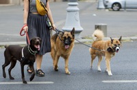 Descartado dano moral em caso de empregada doméstica ofendida por vizinho ao passear com cachorros