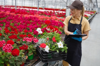Foto de uma mulher viveirista trabalhando. Ela usa avental, boné e luvas. Ela está cercada de flores vermelhas e brancas e faz anotações sobre controle de qualidade no viveiro de plantas.