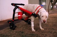 Homem que cortou as patas do cachorro Sansão não consegue reverter justa causa