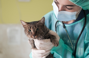 Foto de uma mulher com máscara facial, luvas, capa e touca cirúrgica. Ela está usando um estetoscópio em volta do pescoço e segurando um gato de pelo marrom e olhos verdes.