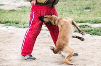 Trabalhador que foi mordido por cachorro durante expediente receberá indenização por danos morais