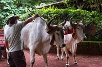 Vaca perfura intestino de trabalhador e empregador terá que pagar indenizações