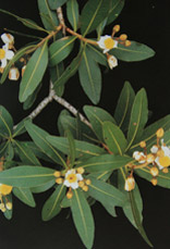 pausanto.jpg Kielmeyera variabilis