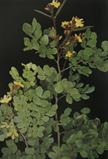 Caesalpinia ferrea